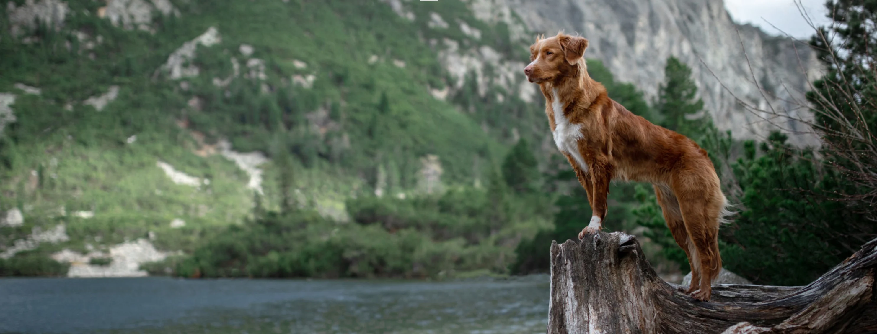 Red/Brown Dog Near a Mountain/Lake